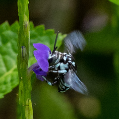 Thyreus himalayensis