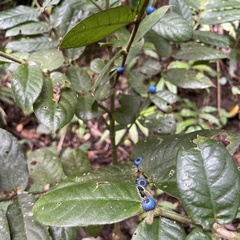 Lasianthus attenuatus