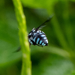 Thyreus himalayensis