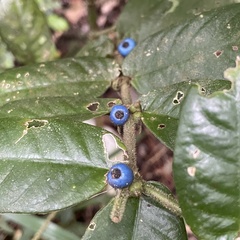 Lasianthus attenuatus