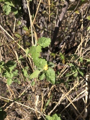 Malvaceae