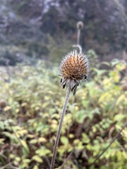 Dipsacus inermis
