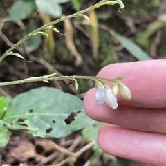 Codonacanthus pauciflorus