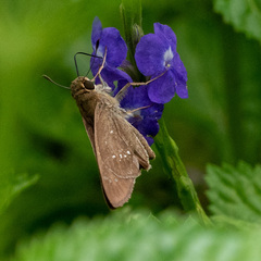 Borbo cinnara