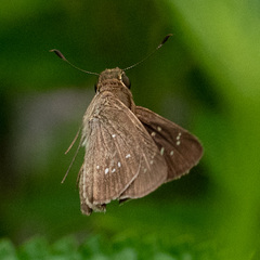 Borbo cinnara