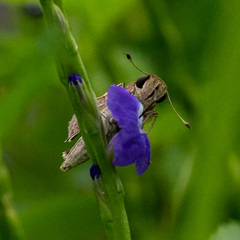 Borbo cinnara