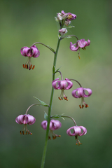 Lilium martagon pilosiusculum