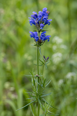 Dracocephalum ruyschiana