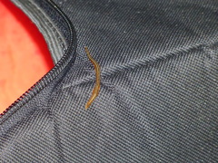 Cratera pseudovaginuloides