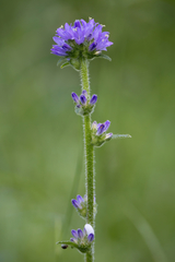 Campanula cervicaria