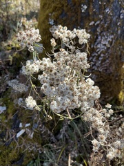 Anaphalis margaritacea
