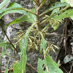 Rhynchotechum discolor