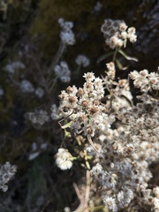 Anaphalis margaritacea