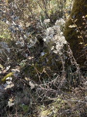 Anaphalis margaritacea