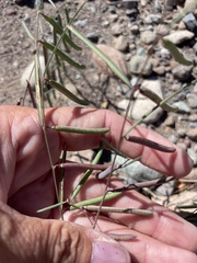 Sphinctospermum constrictum