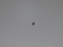 Maeota dichrura