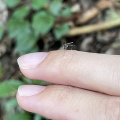 Stegomyia