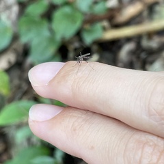 Stegomyia