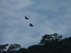 Spizaetus tyrannus