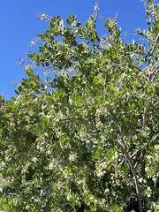 Stegnosperma halimifolium