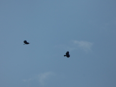 Spizaetus tyrannus