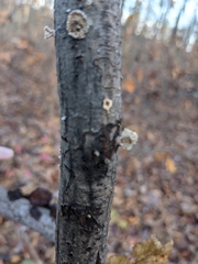 Byssomerulius corium