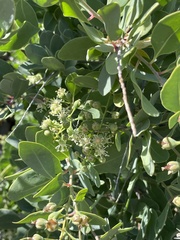 Stegnosperma halimifolium