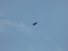 Spizaetus tyrannus