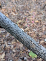 Byssomerulius corium