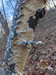 Byssomerulius corium