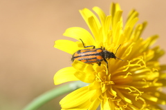 Astylus indentatus