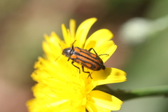 Astylus indentatus