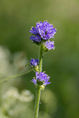 Campanula cervicaria