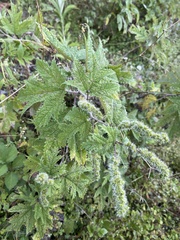 Girardinia diversifolia