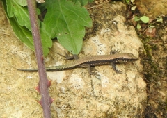 Iberolacerta monticola