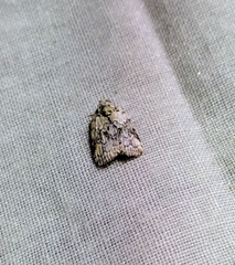 Characoma metalophota