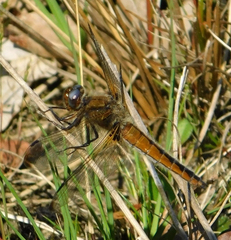 Libellula fulva