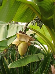 Musa basjoo