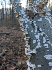 Byssomerulius corium