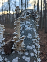 Byssomerulius corium