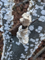 Byssomerulius corium