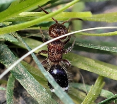 Ephucilla poonaensis