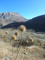Dipsacus strigosus