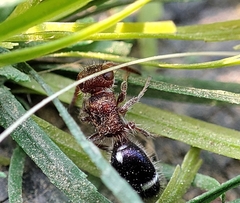 Ephucilla poonaensis