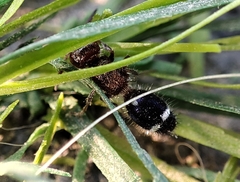 Ephucilla poonaensis