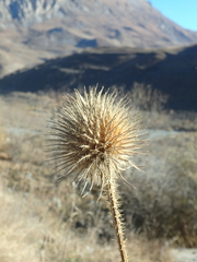 Dipsacus strigosus