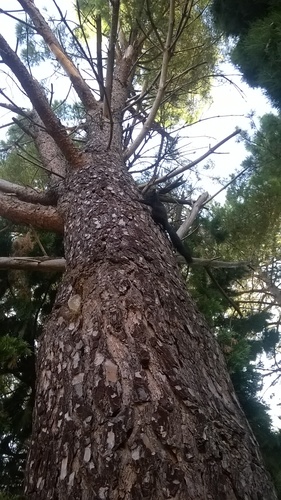 Calabrian Black Squirrel, Provincia di Cosenza, Italia, photo 5 of 10