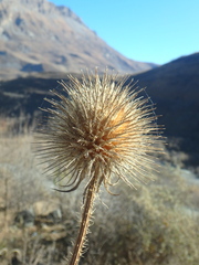 Dipsacus strigosus