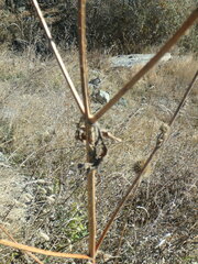 Dipsacus strigosus
