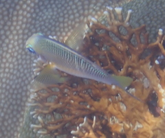 Scolopsis margaritifera